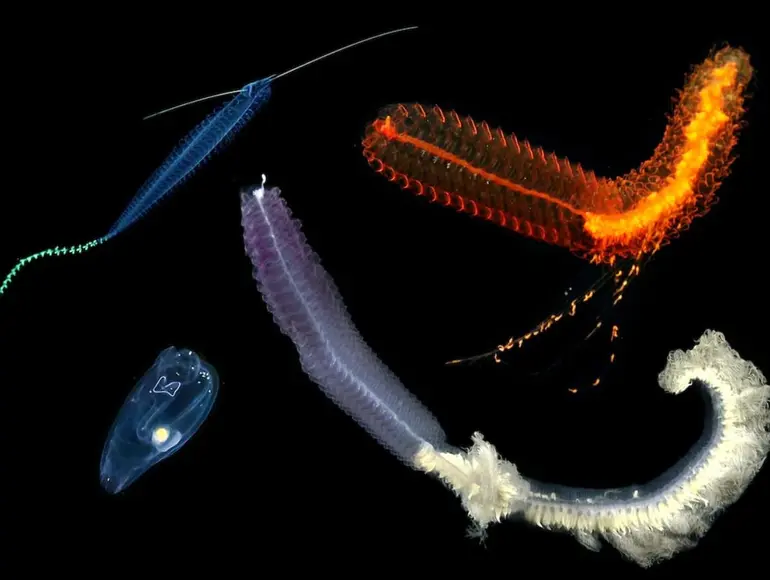 Inédita transmisión desde el “Agujero Azul”: ciencia en tiempo real desde 3.000 metros de profundidad Post feature image