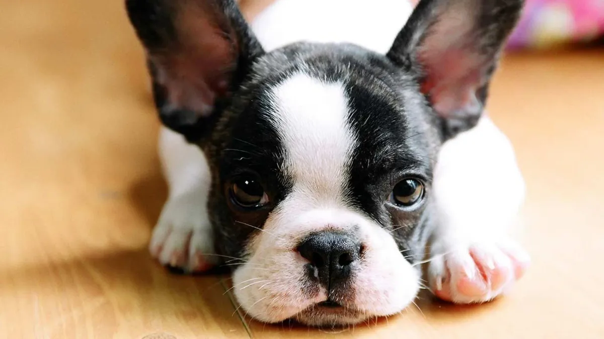 Así es como tu perro te dice “te amo” sin palabras Post feature image