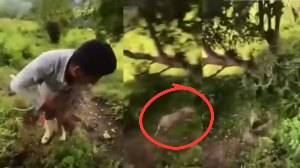 Indignación en Tenango de Doria por video de maltrato animal Post feature image